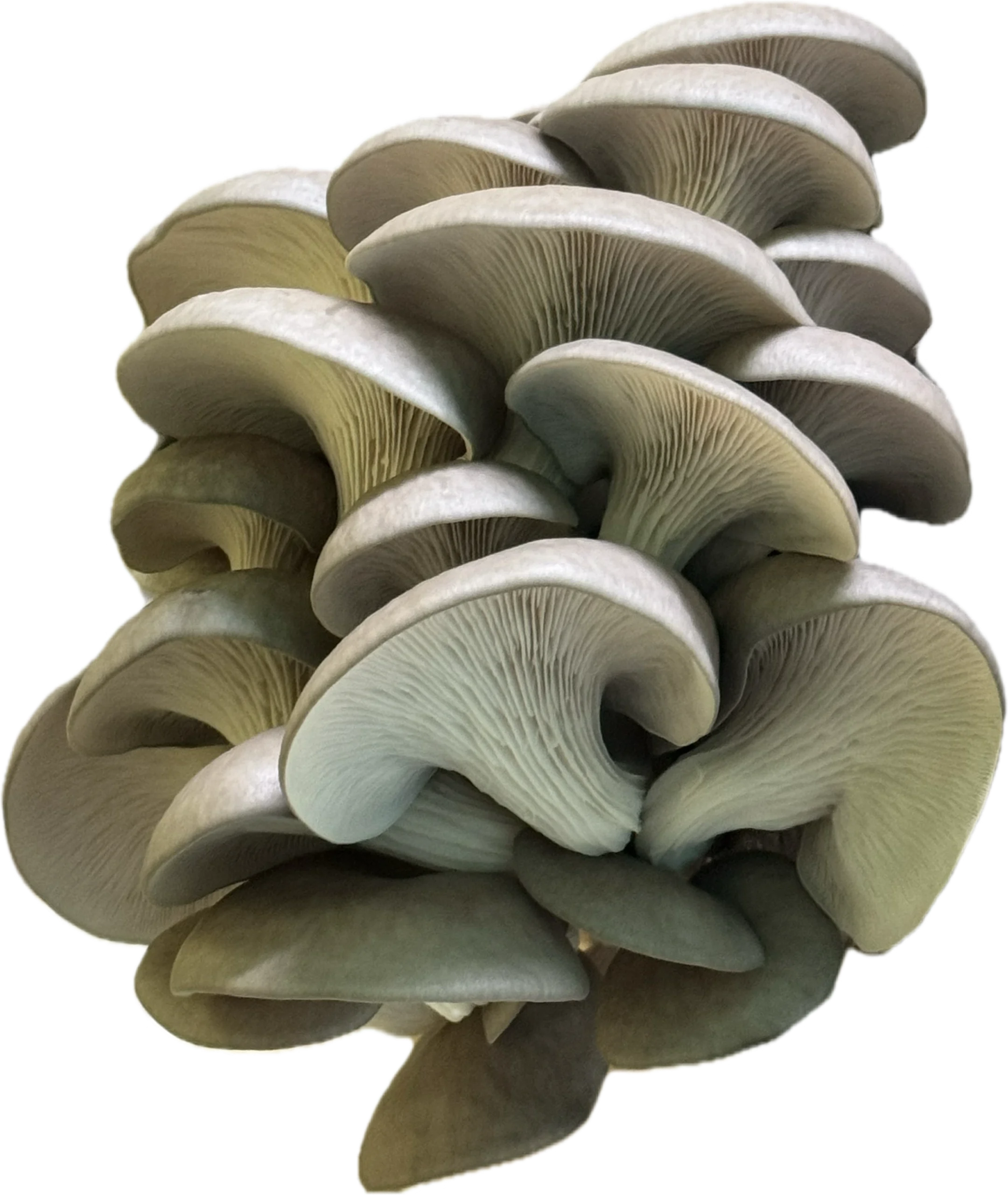 blue oyster cluster