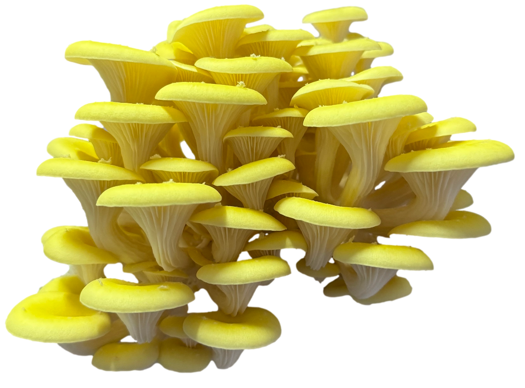 gele oesterzwam nieuw