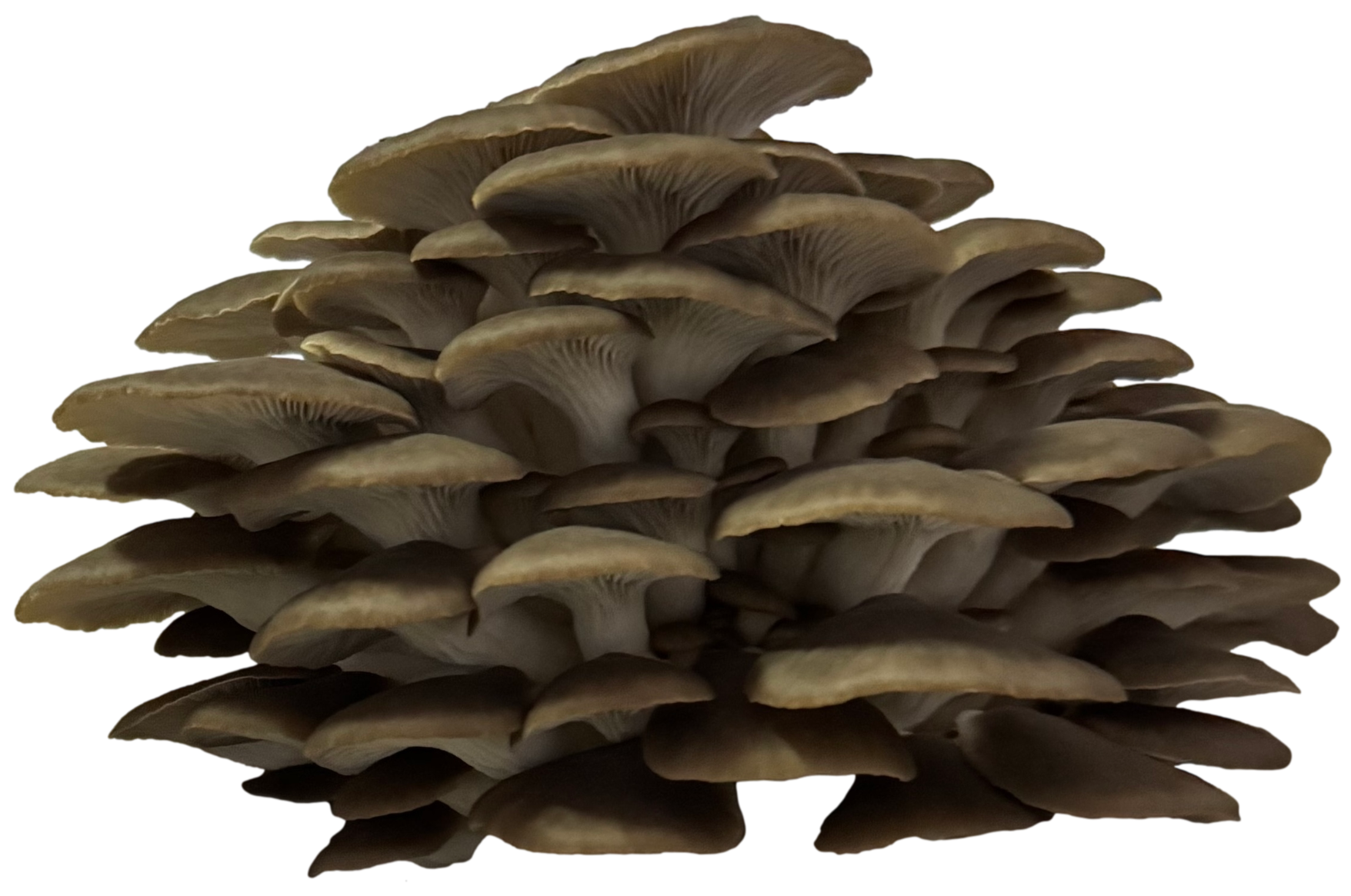 italiaanse oesterzwam